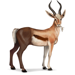 cheval sauvage gazelle