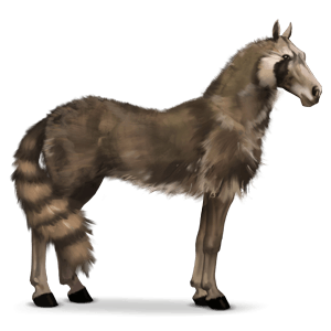 cheval sauvage raton laveur