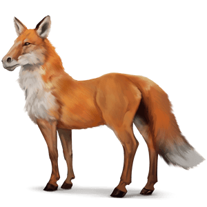 cheval sauvage renard